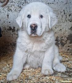 Pastore Asia Centrale