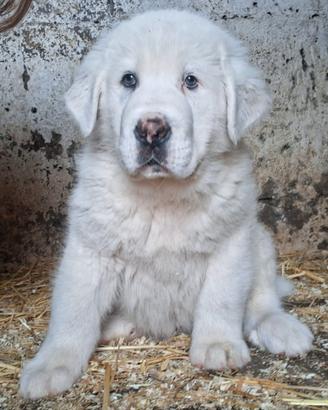 Pastore Asia Centrale