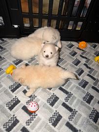 Vendita cuccioli di volpino di pomerania femmine