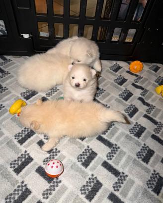 Vendita cuccioli di volpino di pomerania femmine
