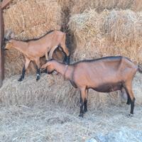 Becchetti da rimonta camosciata delle alpi