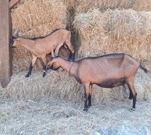 Becchetti da rimonta camosciata delle alpi