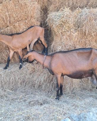 Becchetti da rimonta camosciata delle alpi
