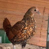 Sebright