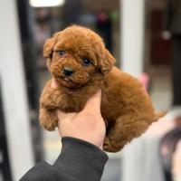 Maschietto Toy minuscolo Red