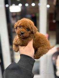 Maschietto Toy minuscolo Red