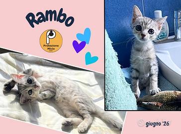 Rambo 2 mesi, mamma negativa a Fiv e FeLV