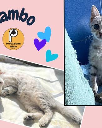 Rambo 2 mesi, mamma negativa a Fiv e FeLV
