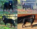 cuccioli-beauceron-figli-di-due-campioni