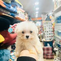 Maltese coreano mini toy