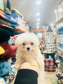 Maltese coreano mini toy