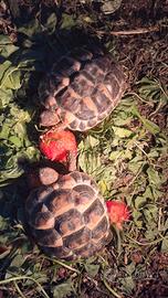 Tartaruga di terra hermanni