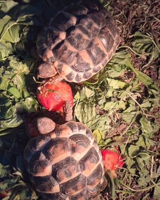 Tartaruga di terra hermanni