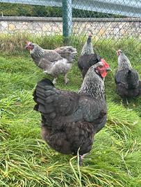 Galline marans betulla argento
