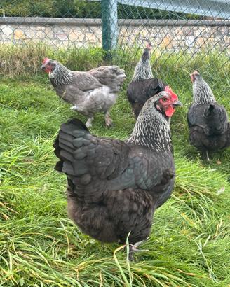 Galline marans betulla argento