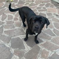 Cane corso 18 mesi