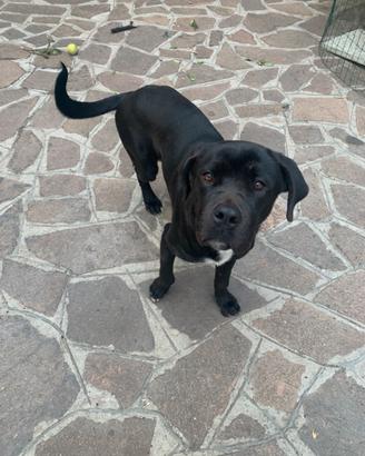 Cane corso 18 mesi