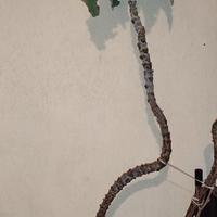 Pianta  Kalanchoe Beharensis