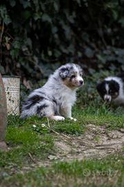 Cucciola Blue Merle Pastore Australiano 3 mesi