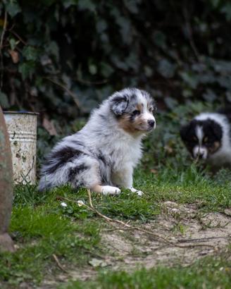 Cucciola Blue Merle Pastore Australiano 5 mesi