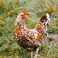 Galline ornamentali