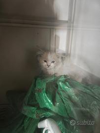 Gattini persiani