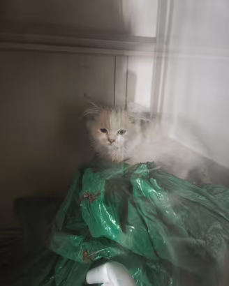 Gattini persiani