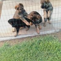 SPLENDIDI CUCCIOLI di Pastore Tedesco