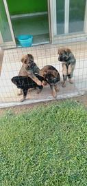 SPLENDIDI CUCCIOLI di Pastore Tedesco