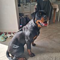Cucciola di Rottweiler
