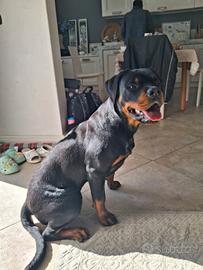 Cucciola di Rottweiler