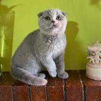 Scottish fold femmina