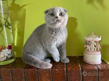 Scottish fold femmina