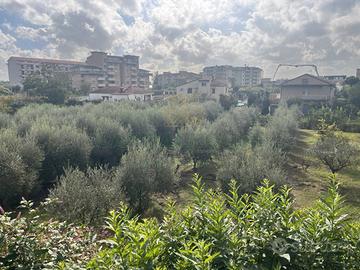 S1 - terreno edificabile