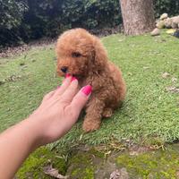 Maschietto di barboncino nano