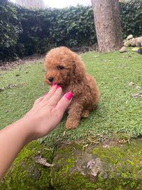 Maschietto di barboncino nano