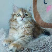Cuccioli di gatto Siberiano Certificati