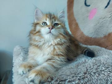 Cuccioli di gatto Siberiano Certificati