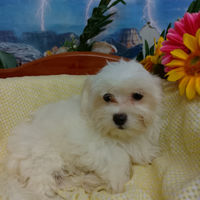 Bianchi - Cuccioli - Piccoli - Toy - Maltesini -