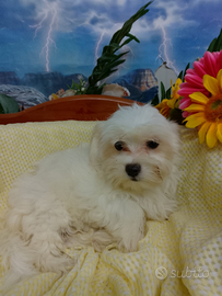 Bianchi - Cuccioli - Piccoli - Toy - Maltesini -