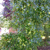 Pianta di giuggiolo
