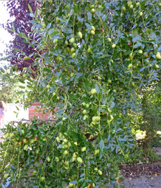Pianta di giuggiolo