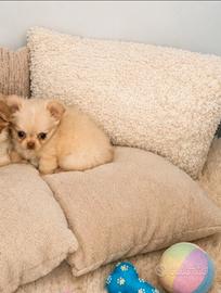 Ultimo maschietto chihuahua