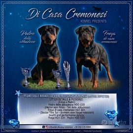 Rottweiler cuccioli