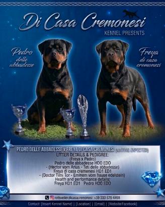 Rottweiler cuccioli