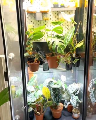 Vetrina IKEA MILSBO Micro serra x piante con LED