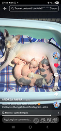 Cuccioli gatto sphynx