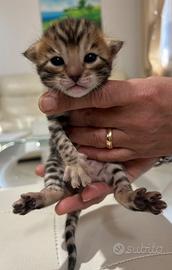 Cuccioli di Bengala con pedigree