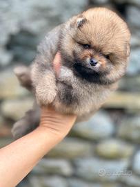 Spitz nano ( volpino di Pomerania)