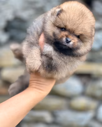 Spitz nano ( volpino di Pomerania)